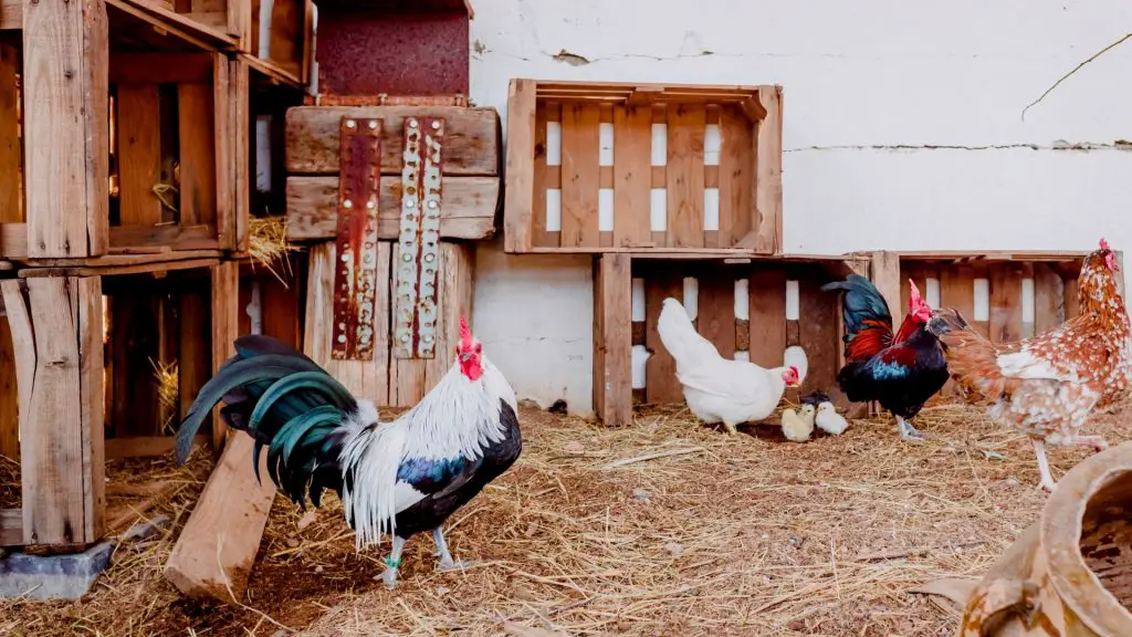 Do Chicken Nesting Boxes Need a Roof