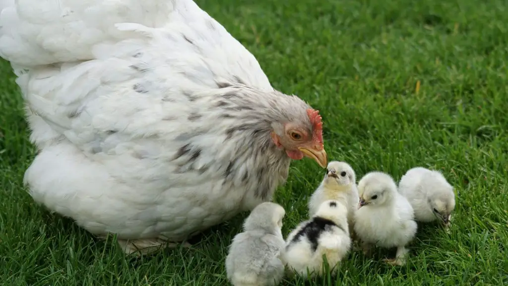 Do Hens Feed Their Chicks