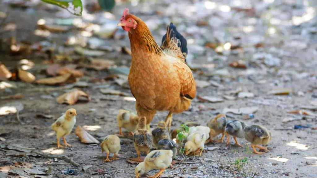 Do Hens Take Care of Their Chicks