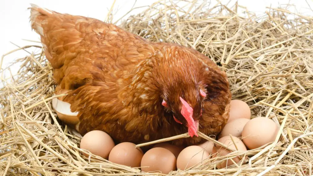 Do You Need a Rooster To Have Chicken Eggs