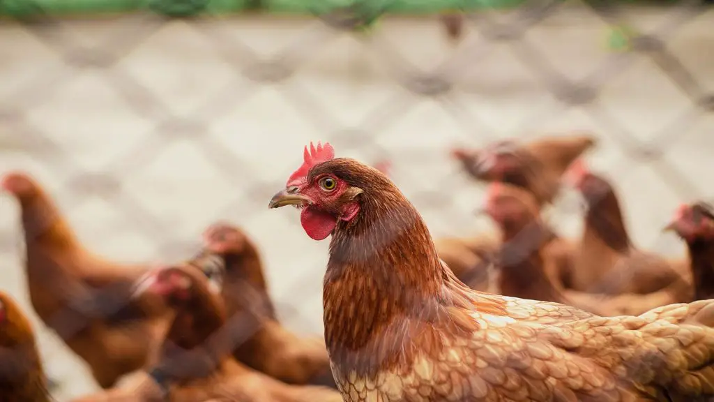 Does Each Chicken Need Their Own Nesting Box