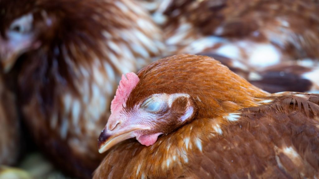Don’t Let Your Hens Sleep in the Nesting Boxes