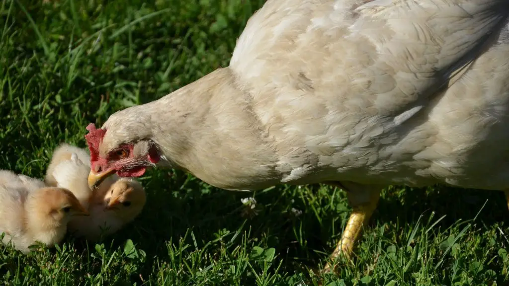 Factors That Trigger Brooding in Chickens