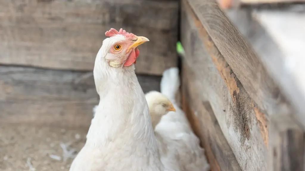 Find a Spot That’s Accessible to Your Chickens