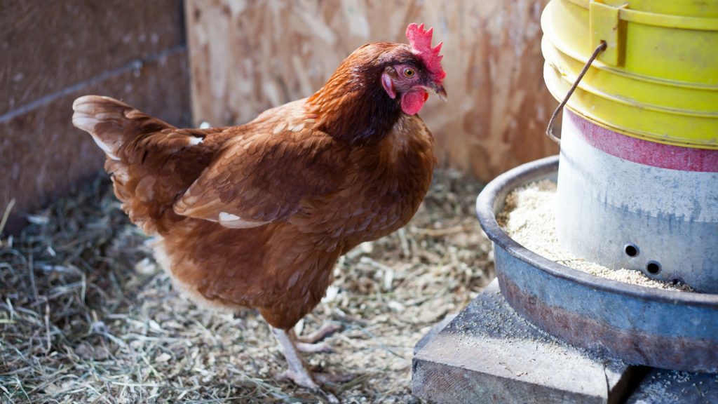 How Do Chicken Feeders Work
