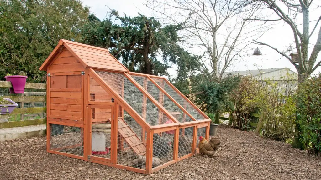 How Far Should Chicken Coop Be From the House