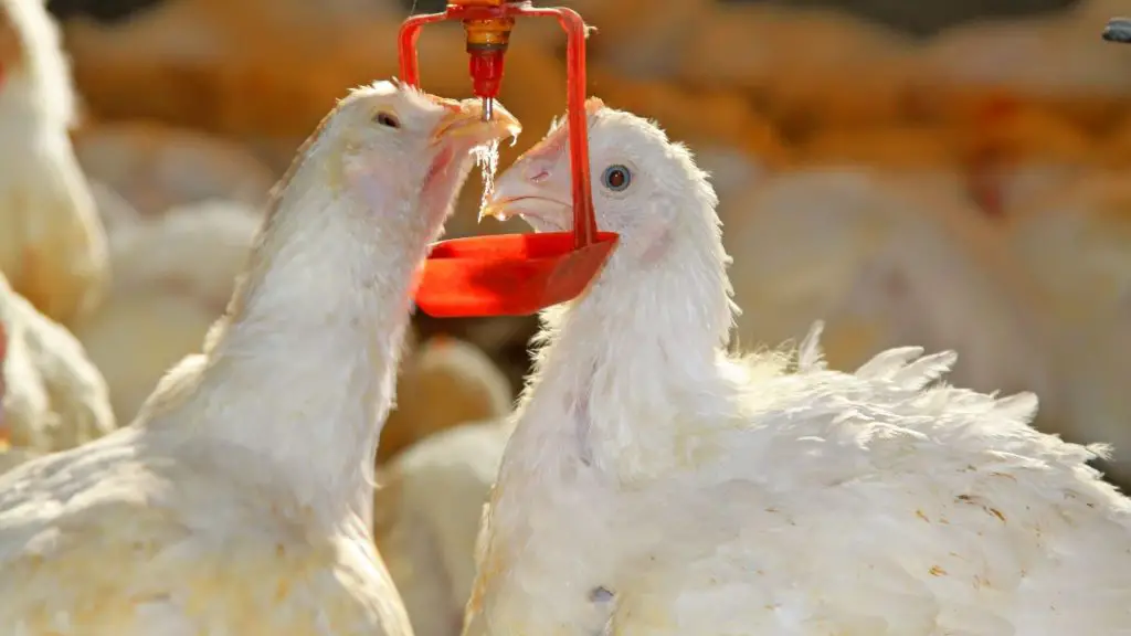 How High Do You Hang a Chicken Waterer