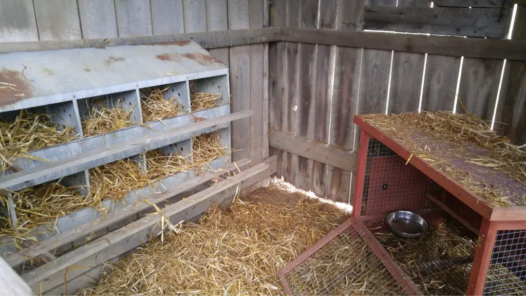 How High Should Chicken Nesting Boxes Be