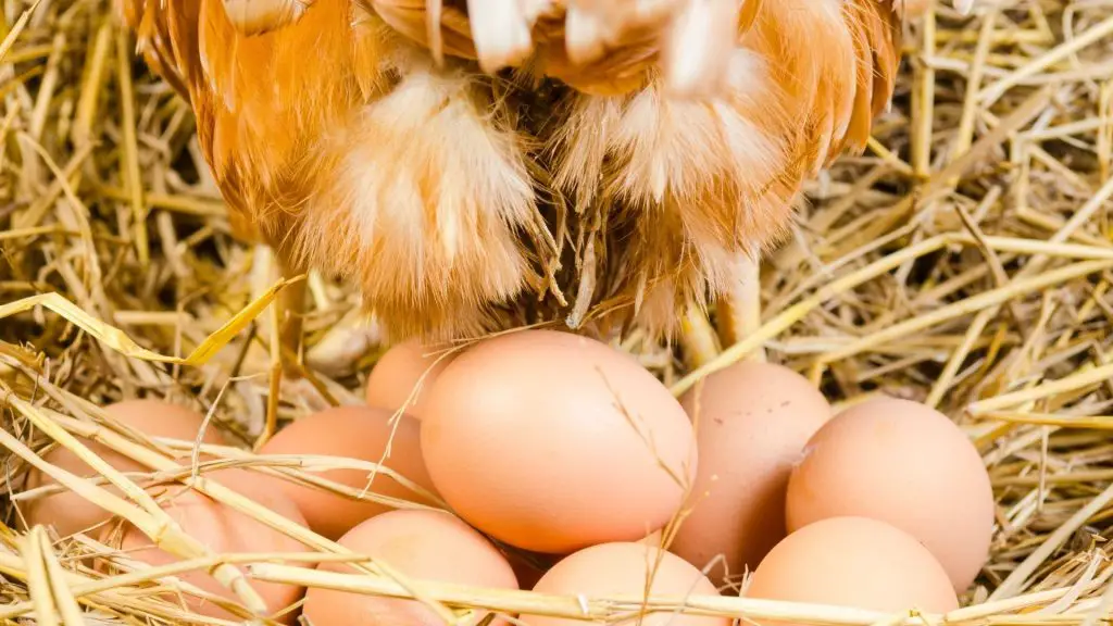 How Long Do Hens Lay Eggs