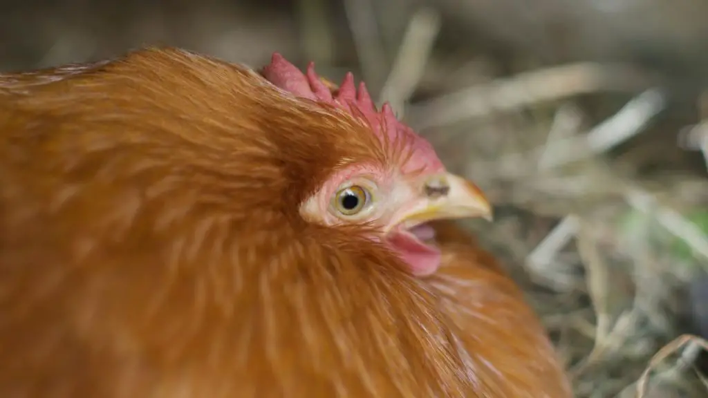 How Long Do Hens Stay Broody