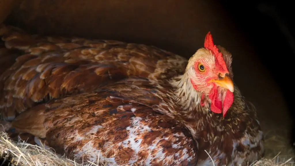 How Long Will a Chicken Stay Broody