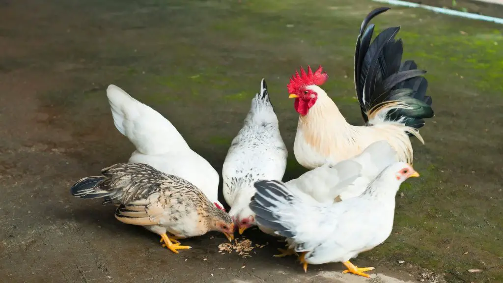 what-kind-of-chicken-do-i-have-chicken-breeds-farm-and-chill