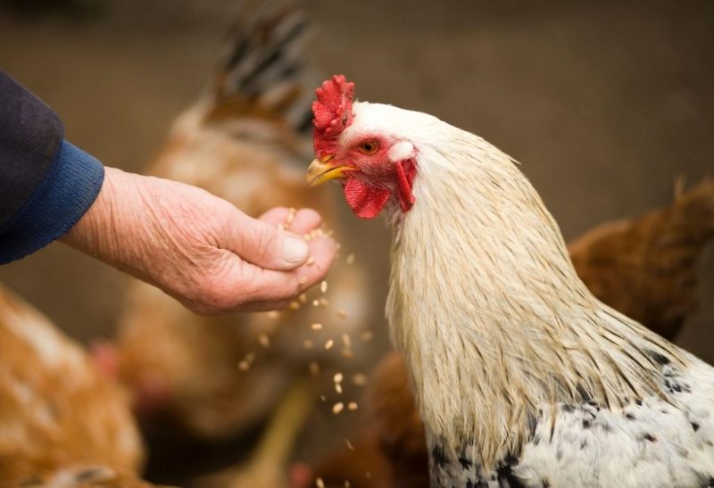How Much Feed per Chicken
