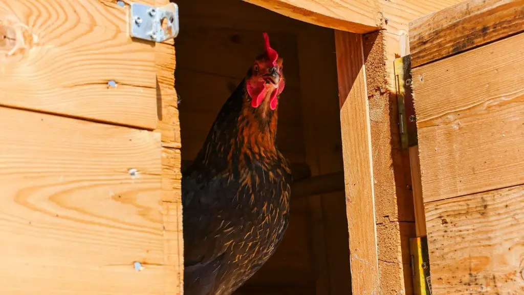 How Tall Should a Chicken Coop Be