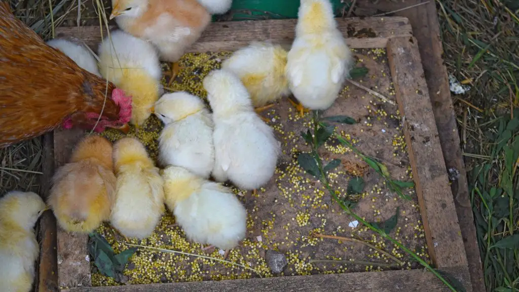 How To Build a Wooden Chicken Feeder.