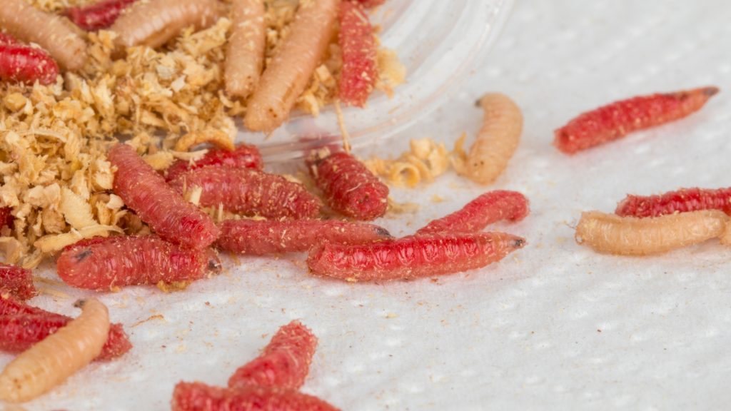 How To Grow Maggots for Chicken Feed