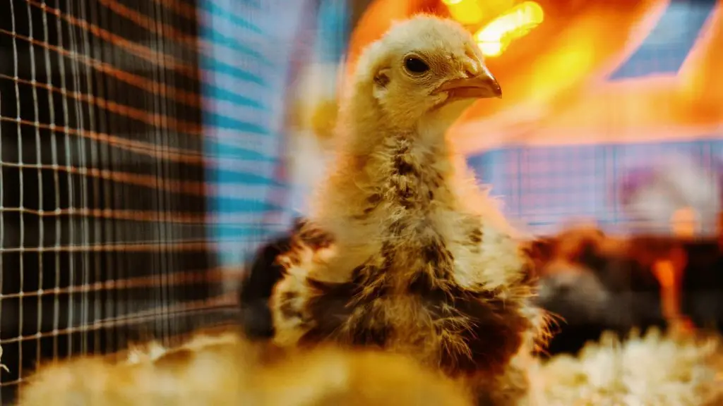 How to Heat a Chicken Coop?  A Complete Guide - Farm and Chill