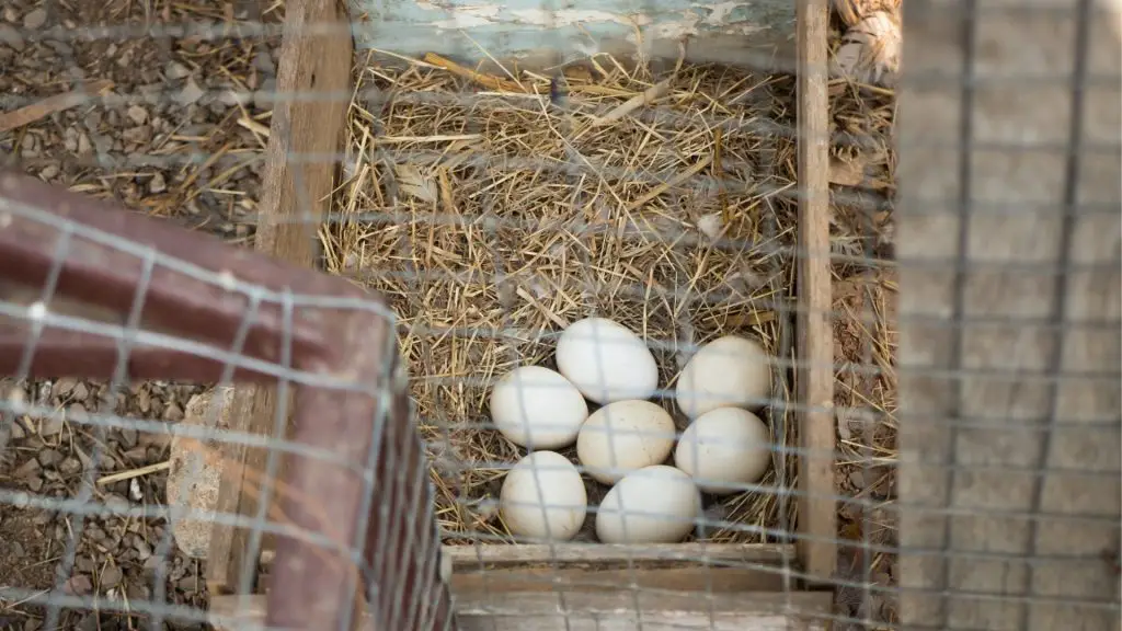 How To Maintain a Chicken Nesting Box.