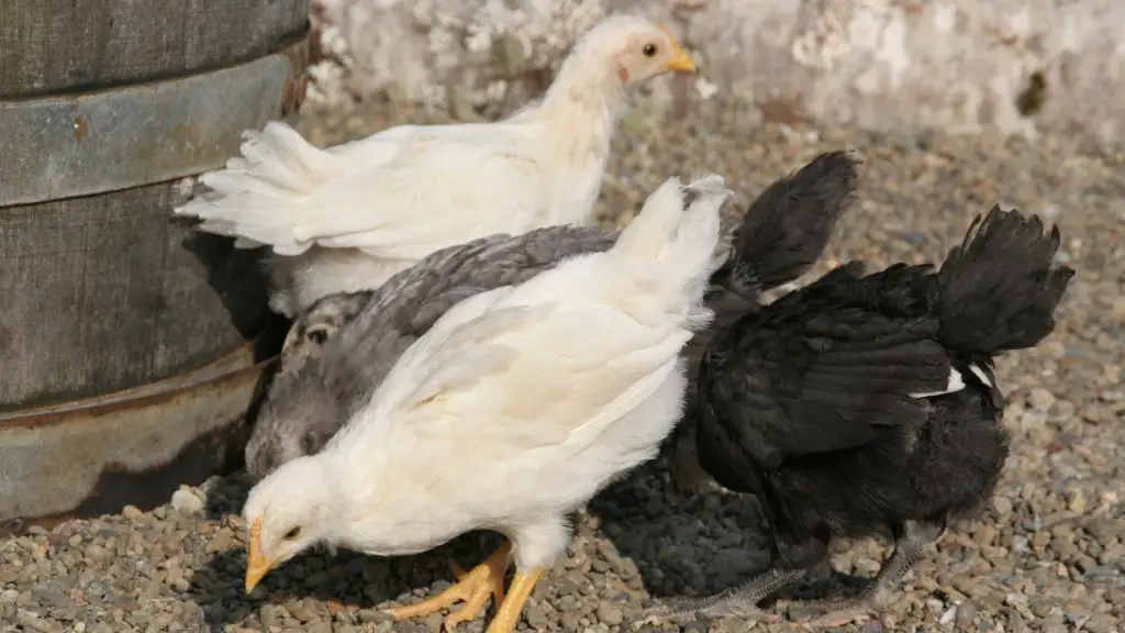 How To Stop a Chicken From Brooding