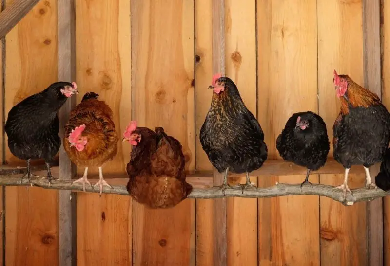 How to Build a Chicken Roost