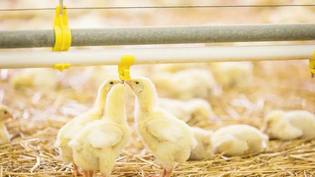 How to Build a Chicken Waterer With Nipples