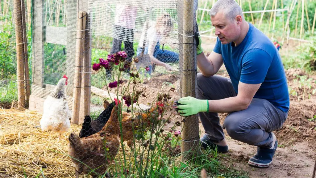 How to Clean a Dirty Chicken Run