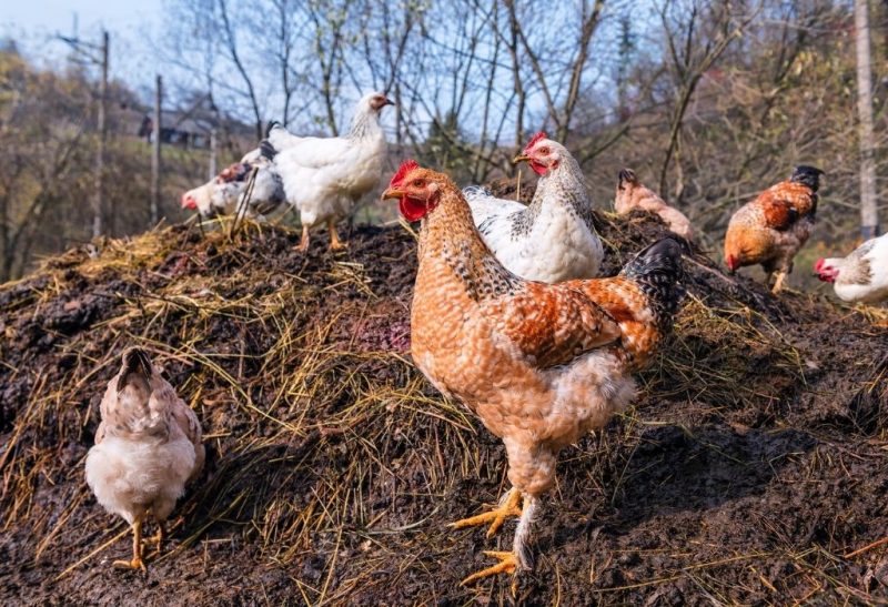 How to Compost Chicken Manure