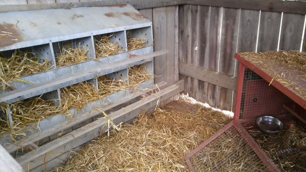 How to Get Chickens to Use Nesting Box