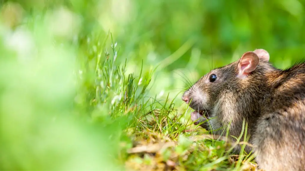 How to Get Rid of Rats in Chicken Coop