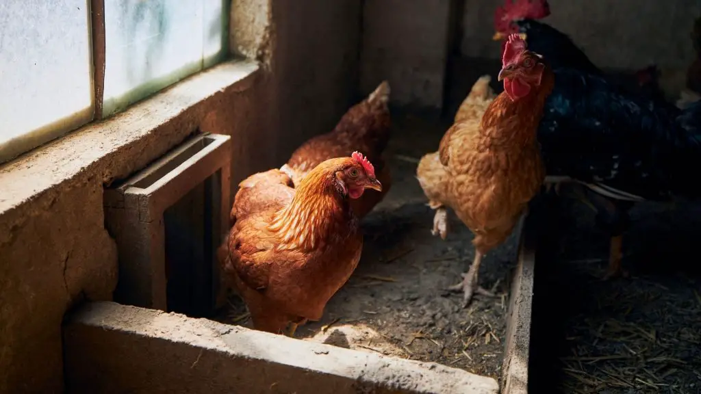 How to Heat a Chicken Coop Without Electricity