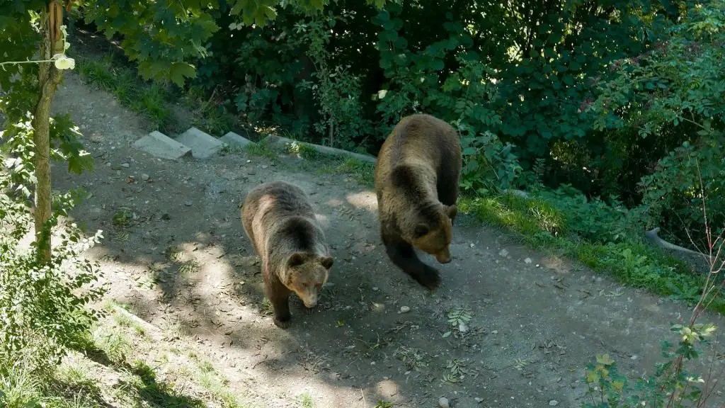 How to Keep Bears Away From Chicken Coop..