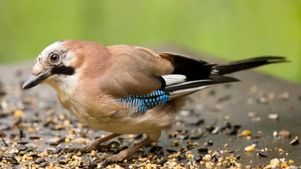 How to Keep Birds Out of Chicken Coop