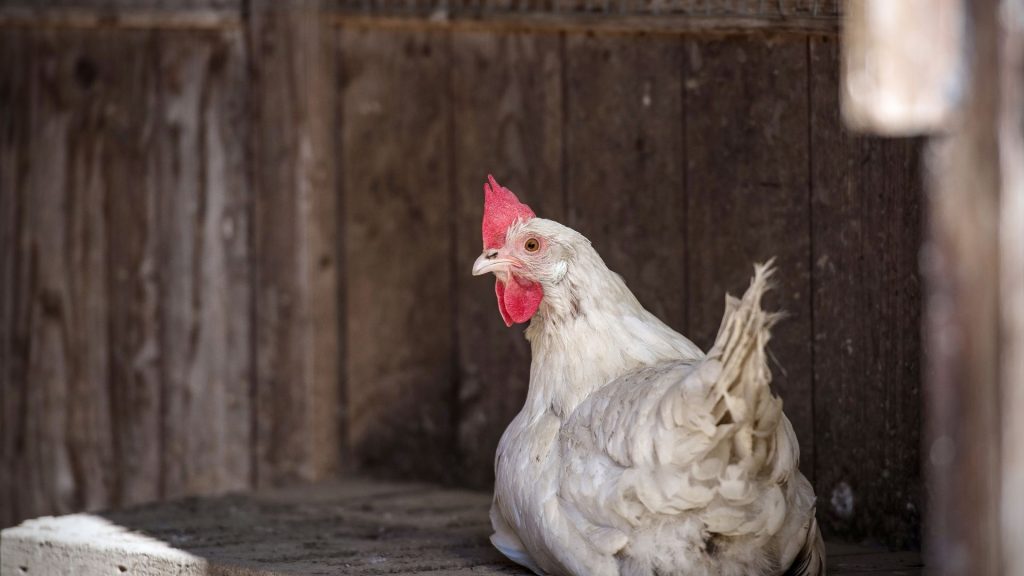How to Keep Predators Away From Chicken Coop