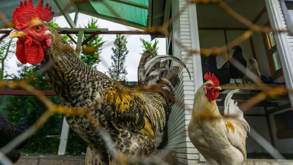 How to Keep Predators From Digging Under Chicken Coop