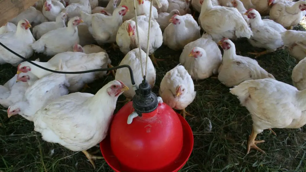 How to Make a Homemade Automatic Chicken Waterer
