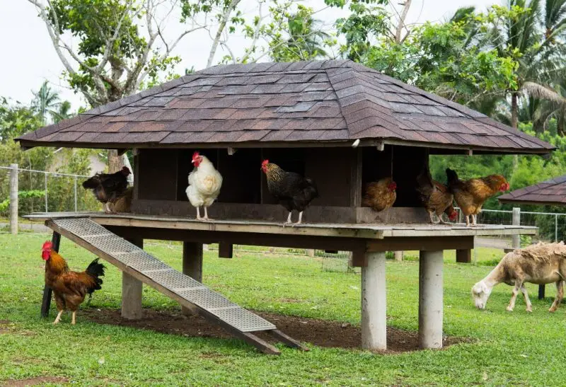How to Secure a Chicken Coop
