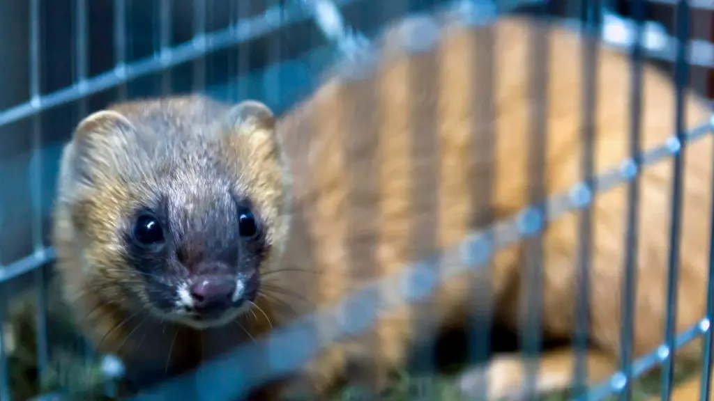 How to Trap a Weasel in a Chicken Coop