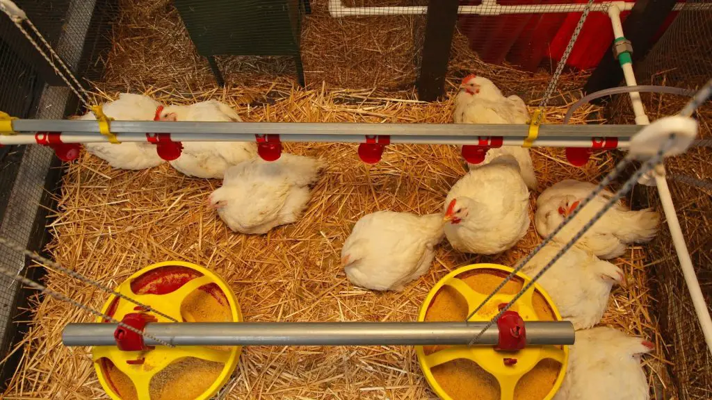 Install Proper Ventilation Away From Your Chickens