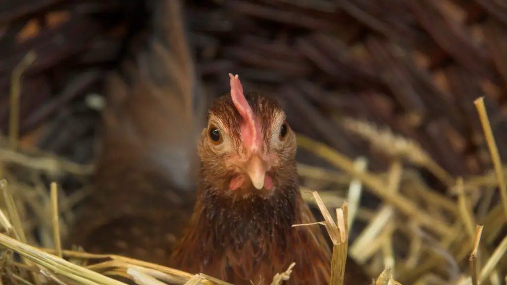 Introduce the Nesting Box While Your Hen Is Young
