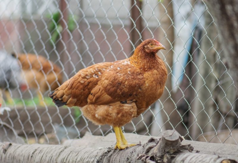 Is Chicken Wire Predator Proof