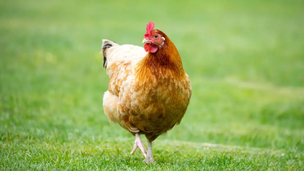 Is a Hen a Female Chicken