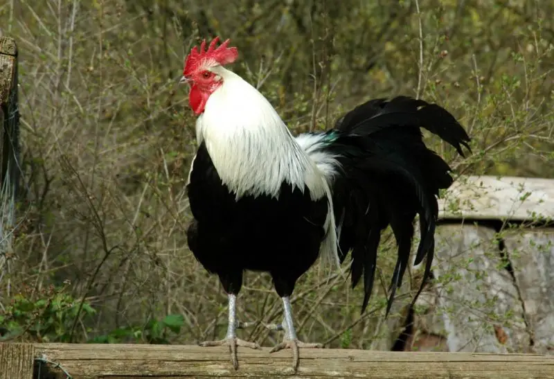 Is a Rooster a Chicken