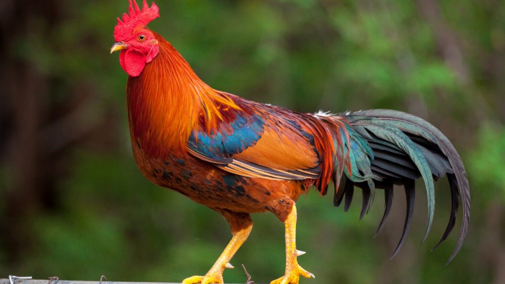 Is a Rooster a Male Chicken