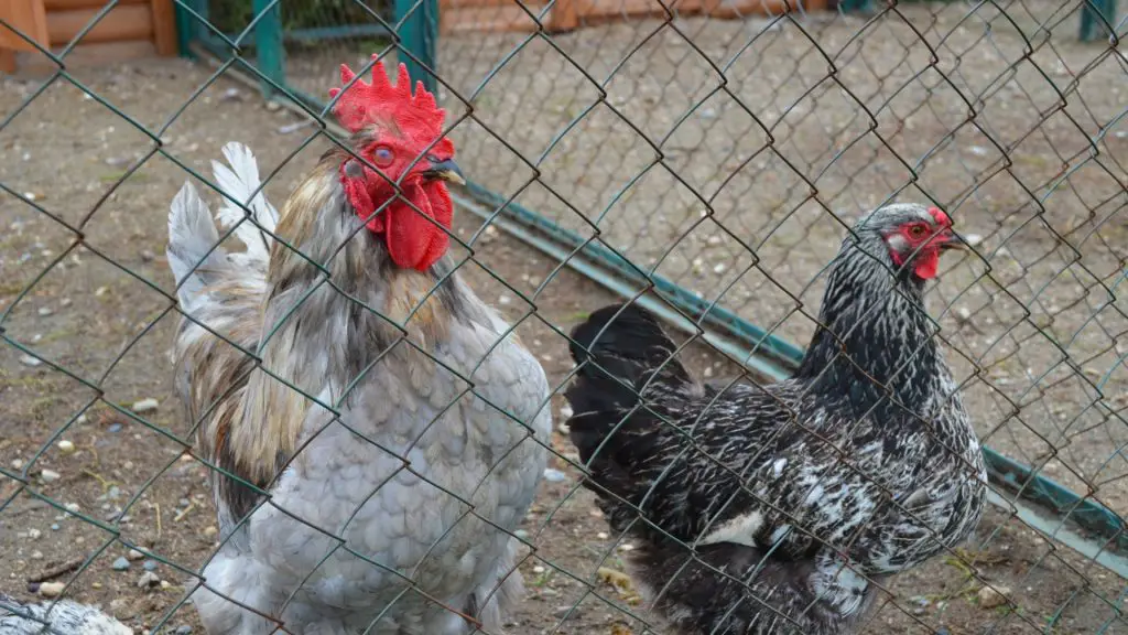 Keeping Chickens Safe From Predators