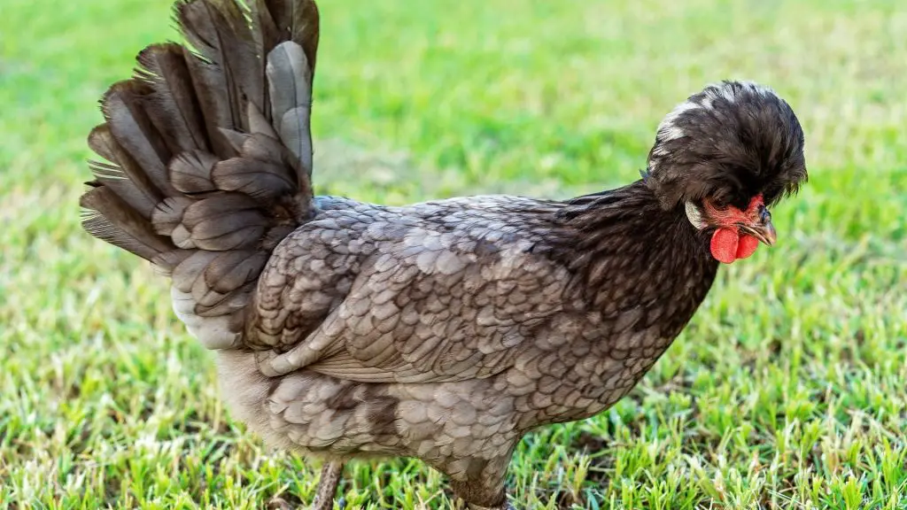 Polish and Polish Bantam