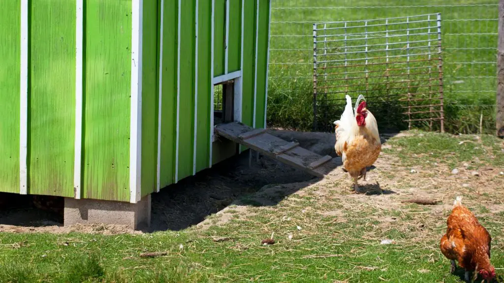 Should Chicken Coop Doors Be Above the Ground