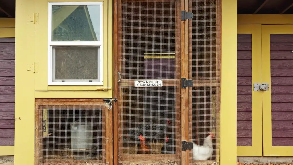 What Should Be Inside a Chicken Coop? All You Need to Know! Farm