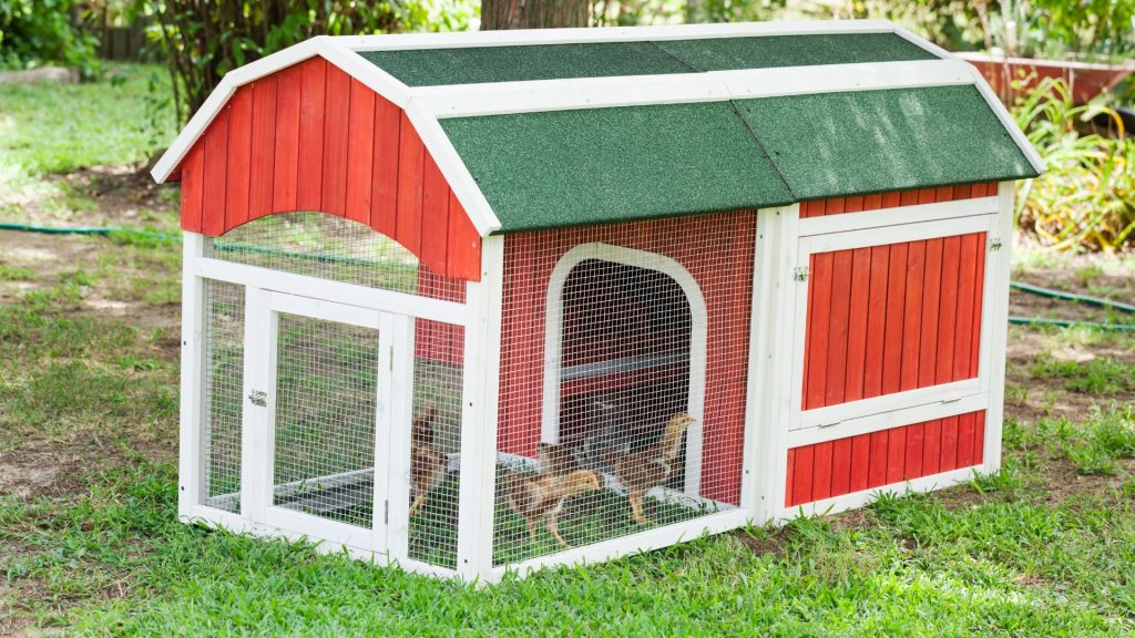Should a Chicken Coop Be in the Shade