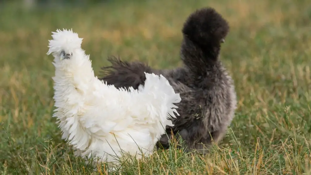 Silkie