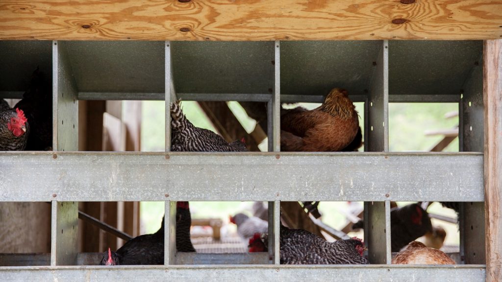 Types of Chicken Nesting Boxes